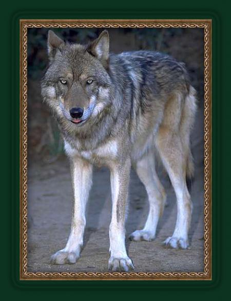 cadre loup